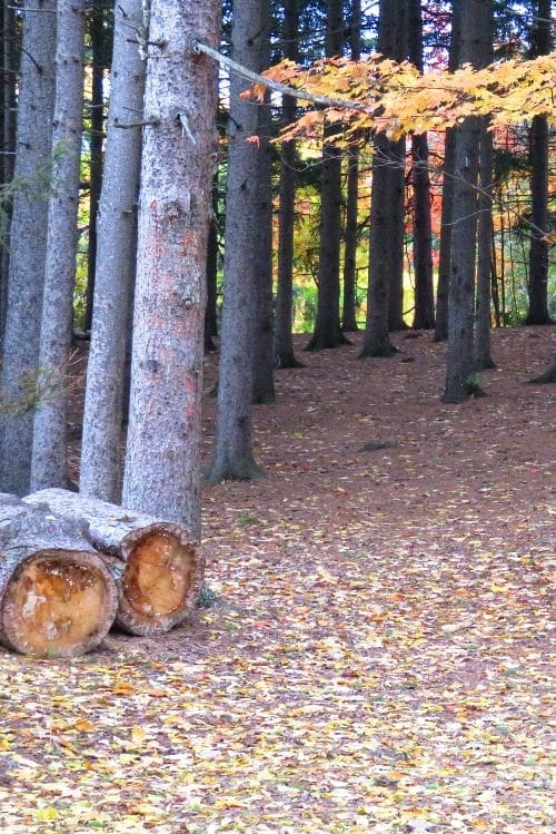 vertical cropped from a horizontal vertical cropped from a horizontal