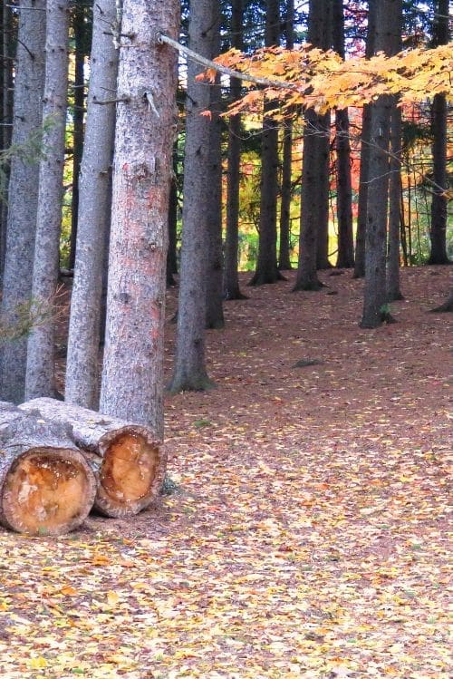 woods photo with color saturation woods photo with color saturation